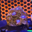 Bozos Bday Zoanthids Coral-2