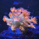 BLA Ring of Fire Goniopora Coral (GN18 MOTHER)-1