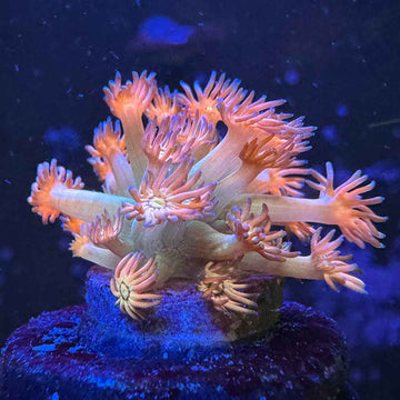 BLA Ring of Fire Goniopora Coral (GN18 MOTHER)