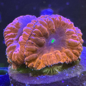 Red Red Wine Blasto Coral - 0