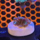 Emeralds on Fire Zoanthids Coral (ZN26 WYSIWYG)-2