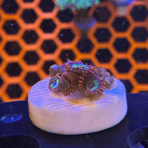 Emeralds on Fire Zoanthids Coral (ZN26 WYSIWYG)