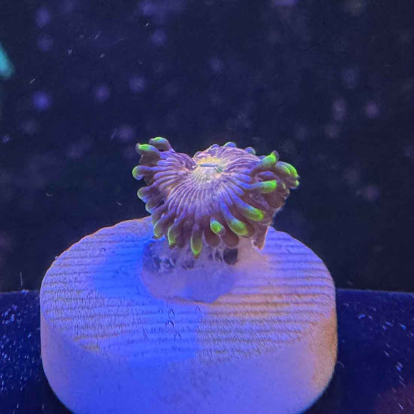 Nrivana Zoanthids Coral (ZN22 WYSIWYG)