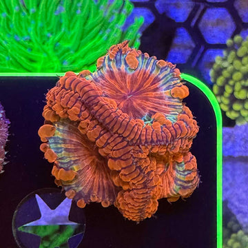 Rainbow Blasto Coral (BL4 WYSIWYG) - 0