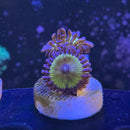 UC Chiquita Zoanthids Coral (ZN24 WYSIWYG)-2