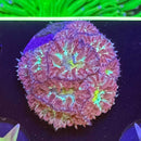 Hawaiian Sunset Blasto Merletti Coral-1
