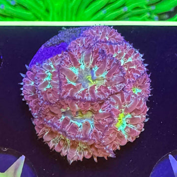 Hawaiian Sunset Blasto Merletti Coral