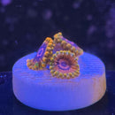 Jedi Mind Trick Zoanthids Coral (ZN28 WYSIWYG)-2