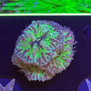 Purple People Eater Blasto Merletti Coral-1