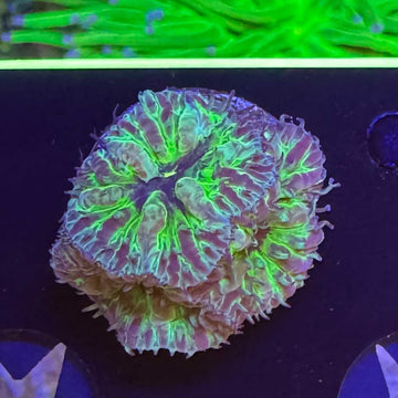 Purple People Eater Blasto Merletti Coral