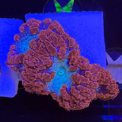 Shop Blasto Corals – Hardy and Colorful Reef Favorites