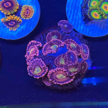 TSA Halle Berry Zoanthids Coral (ZN23 WYSIWYG)