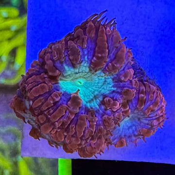 Superman Blasto Coral Mini Colony (BL1-WYSIWYG)