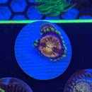 Nrivana Zoanthids Coral (ZN22 WYSIWYG)-1