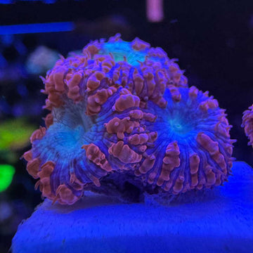 Superman Blasto Coral Mini Colony (BL1-WYSIWYG) - 0