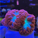 Superman Blasto Coral Mini Colony (BL2-WYSIWYG)-2