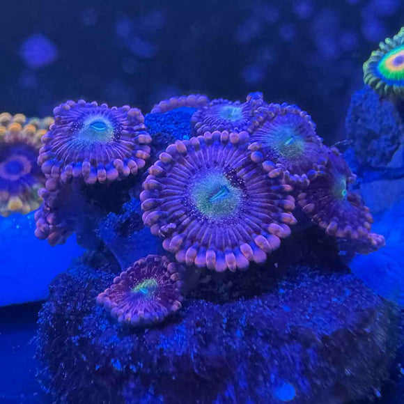 TSA Halle Berry Zoanthids Coral (ZN23 WYSIWYG)
