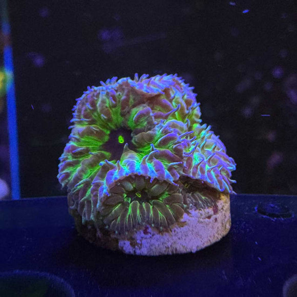 Purple People Eater Blasto Merletti Coral