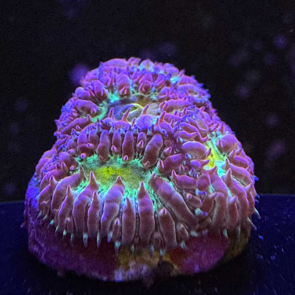Hawaiian Sunset Blasto Merletti Coral