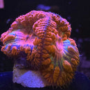 Rainbow Blasto Coral (BL4 WYSIWYG)-3