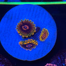 Jedi Mind Trick Zoanthids Coral (ZN28 WYSIWYG)-1