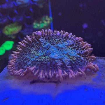 Frankie's Bride Bounce Mushroom Coral - 0