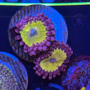 UC Chiquita Zoanthids Coral (ZN24 WYSIWYG)-1