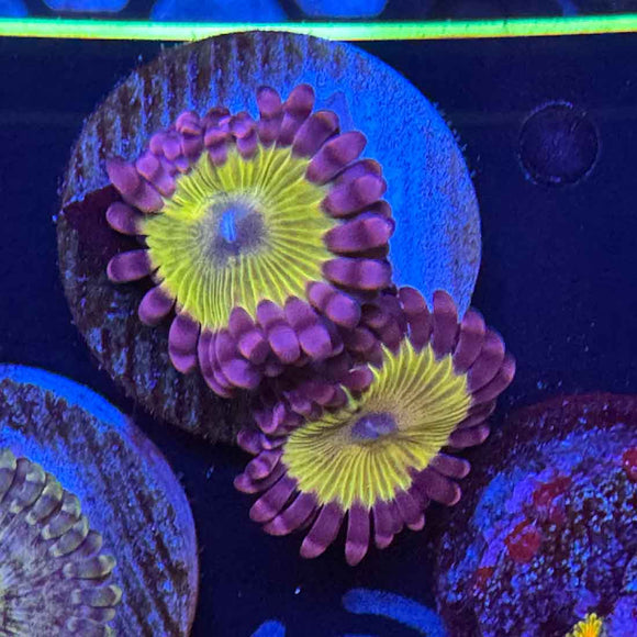 UC Chiquita Zoanthids Coral (ZN24 WYSIWYG)