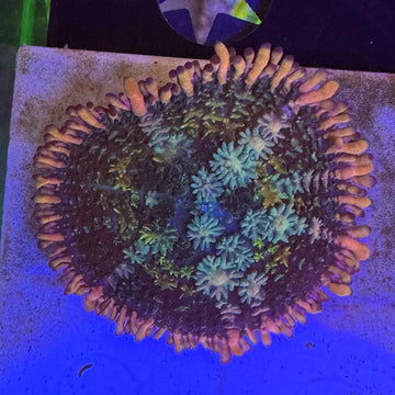 Frankie's Bride Bounce Mushroom Coral