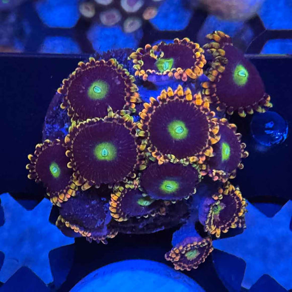 Bozos Bday Zoanthids Coral
