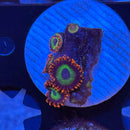 Emeralds on Fire Zoanthids Coral (ZN26 WYSIWYG)-1