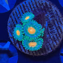 TSA Miami Hurricane Zoanthids Coral (ZN31 WYSIWYG)-1