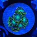 Emerald Green Zoanthids Coral (ZN21 WYSIWYG)-1