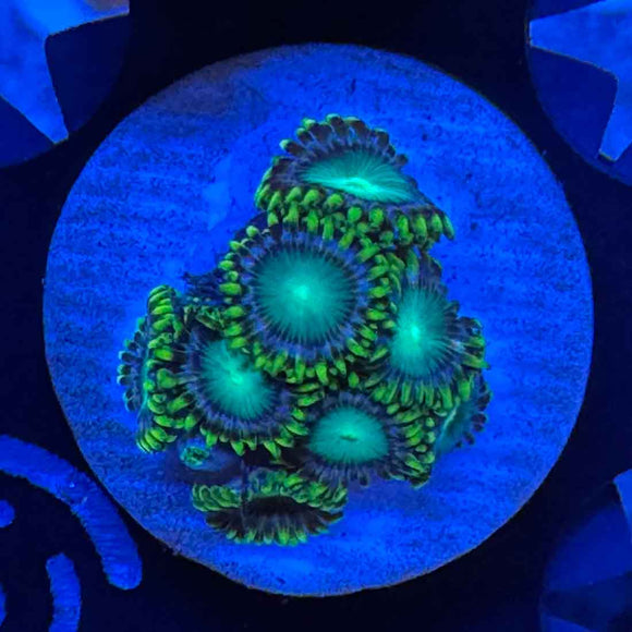 Emerald Green Zoanthids Coral (ZN21 WYSIWYG)