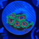 TSA Whammin Watermelon Zoanthids Coral (ZN30 WYSIWYG)-1