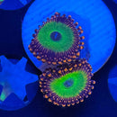 Candy Apple Red Zoanthids Coral (ZN27 WYSIWYG)-1