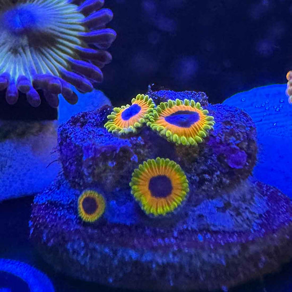 Great Owl Zoanthids Coral (ZN45 WYSIWYG)