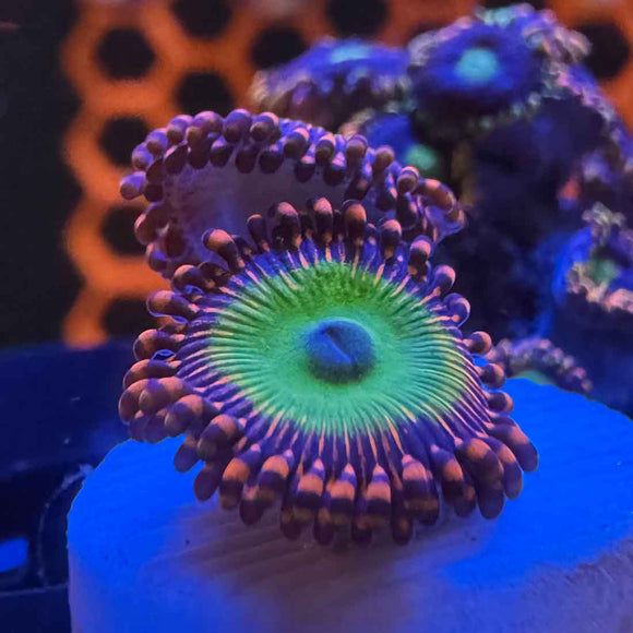 Candy Apple Red Zoanthids Coral (ZN27 WYSIWYG)