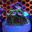 TSA Whammin Watermelon Zoanthids Coral (ZN30 WYSIWYG)-2