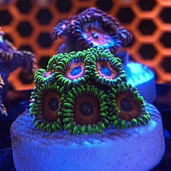 TSA Whammin Watermelon Zoanthids Coral (ZN30 WYSIWYG)