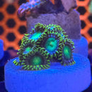 Emerald Green Zoanthids Coral (ZN21 WYSIWYG)-2