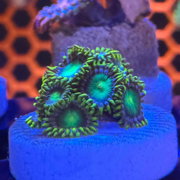 Emerald Green Zoanthids Coral (ZN21 WYSIWYG)