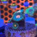 TSA Miami Hurricane Zoanthids Coral (ZN31 WYSIWYG)-2