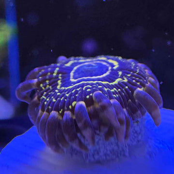 Stratosphere Zoanthids Coral (ZN43 WYSIWYG) - 0