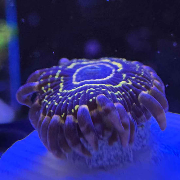 Stratosphere Zoanthids Coral (ZN43 WYSIWYG)