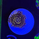 Stratosphere Zoanthids Coral (ZN43 WYSIWYG)-1