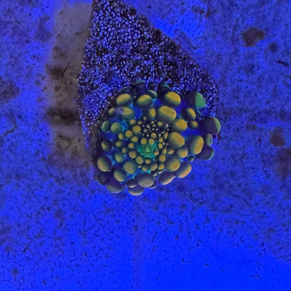 Doughboy Bounce Mushroom Coral