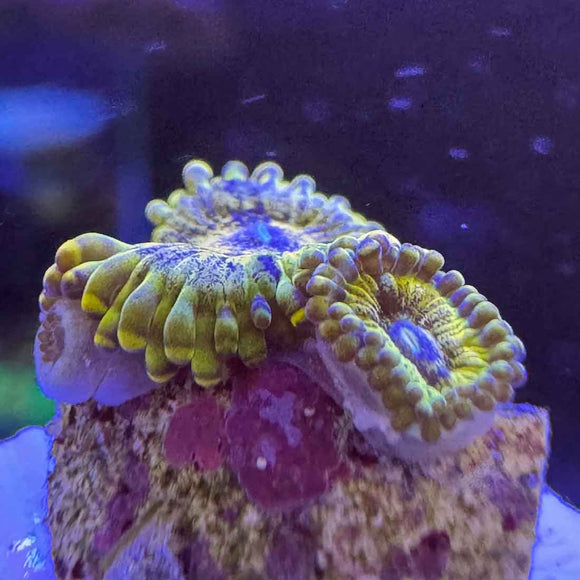 OG Sopranos Zoanthids Coral (ZN42 WYSIWYG)