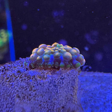 Doughboy Bounce Mushroom Coral - 0