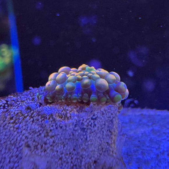 Doughboy Bounce Mushroom Coral